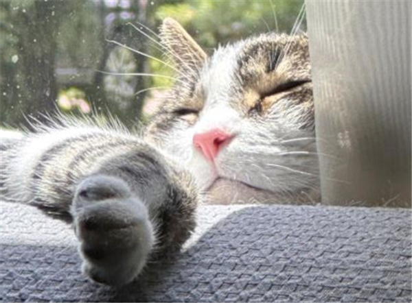 /Images/uploads/Cat Welfare Association/CatWelfare/entries/33877thumb.jpg